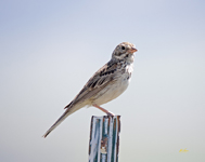 Vesper Sparrow